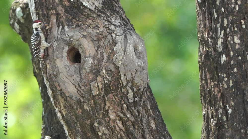 spotted woodpecker Feeding the young in the nest hole spotted woodpecker Feeding the young in the nest hole
