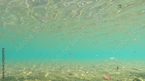 川を泳ぐ小魚たち