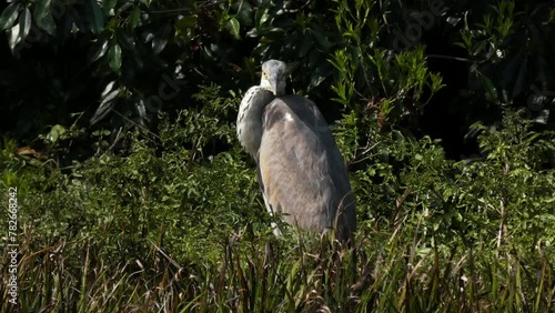 湿地で佇むアオサギ