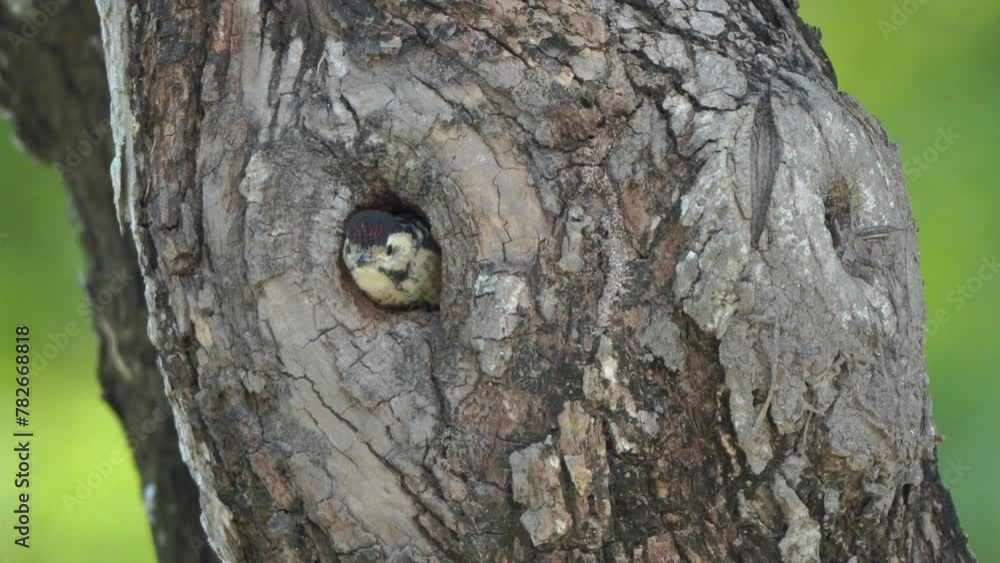 spotted woodpecker Feeding the young in the nest hole spotted woodpecker Feeding the young in the nest hole