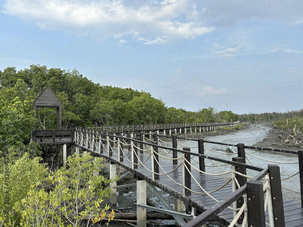 wooden bridge in the mangrove forest