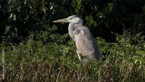 湿地で佇むアオサギ