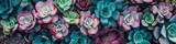 A vibrant collection of blooming succulents arranged closely, showcasing varied hues and patterns. Banner. Copy space. Background.