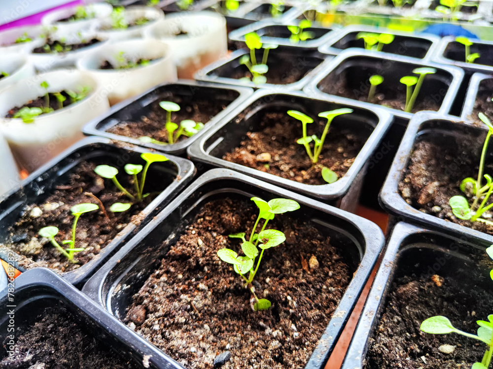 Early Spring Seedlings Sprouting in Boxes and Jars for Planting Season. Green seedlings in various containers are ready for spring planting season. Partial focus Early Spring Seedlings Sprouting in Boxes and Jars for Planting Season. Green seedlings in various containers are ready for spring planting season. Partial focus