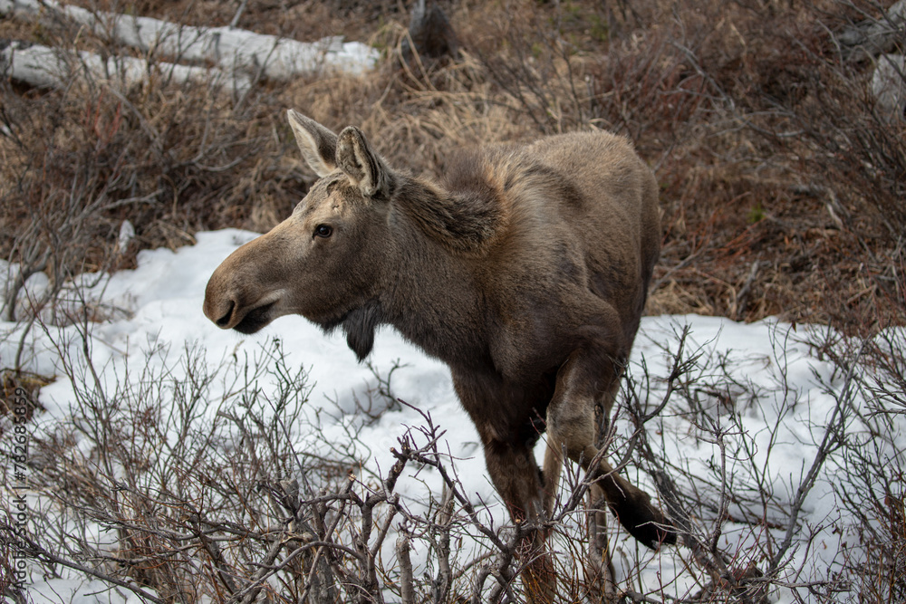 Fototapeta premium Yearling moose turning around in Denali National Park in Alaska United States