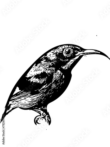 Hummingbirds colibri 