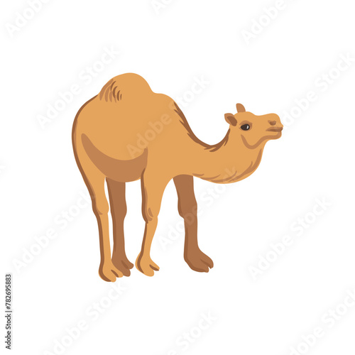 vector drawing dromedary camel  cartoon animal isolated at white background  hand drawn illustration