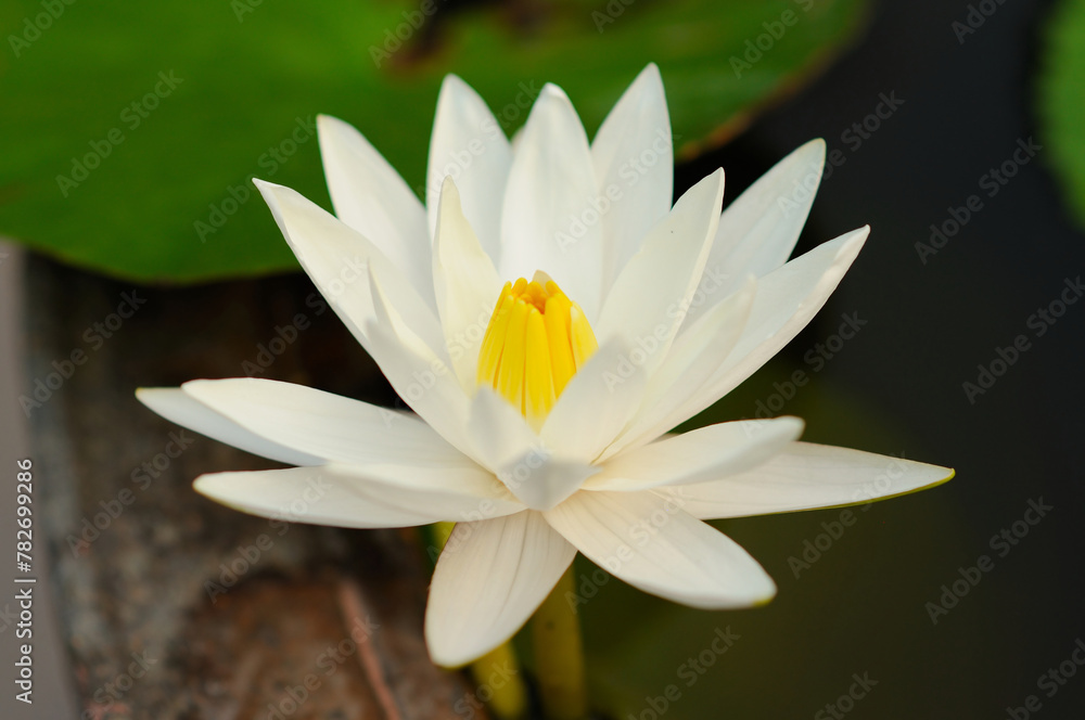 Attractive White Water Lily Attractive White Water Lily