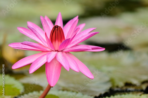 A Vibrant Pink Water Lily on a Pond