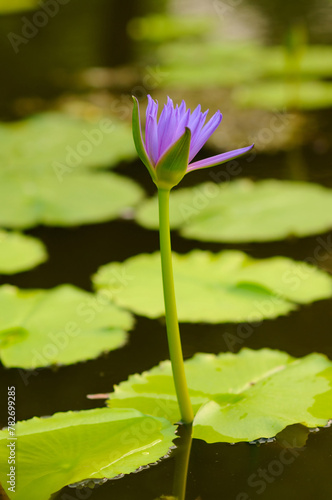 A Blosssoming Purple Water Lily