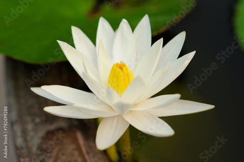 Attractive White Water Lily