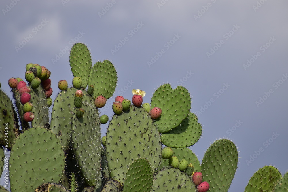 nopal nopal