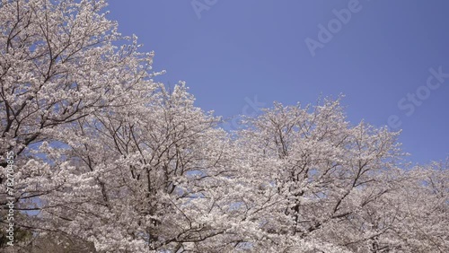 神奈川県海老名市の公園に咲いた満開の桜