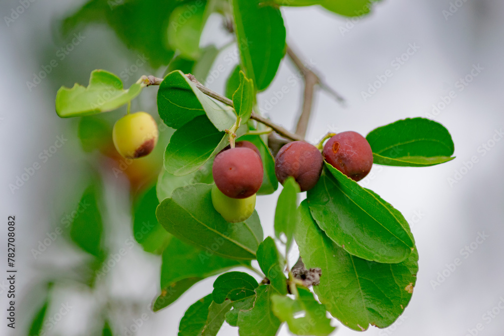 Frutas de Mistol 