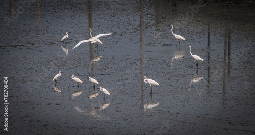 Fotografie Egret walks in flocks along the wetlands as the waters recede in the Gulf of Thailand, Thailand