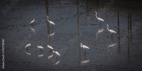 Photography Egret walks in flocks along the wetlands as the waters recede in the Gulf of Thailand, Thailand