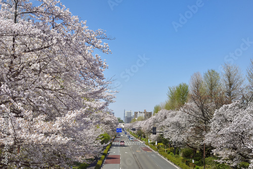 満開の桜　東京都国立市