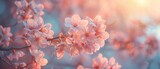 Delicate cherry blossoms blooming in spring