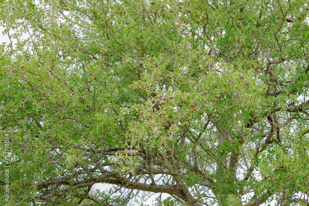 Planta de Mistol
