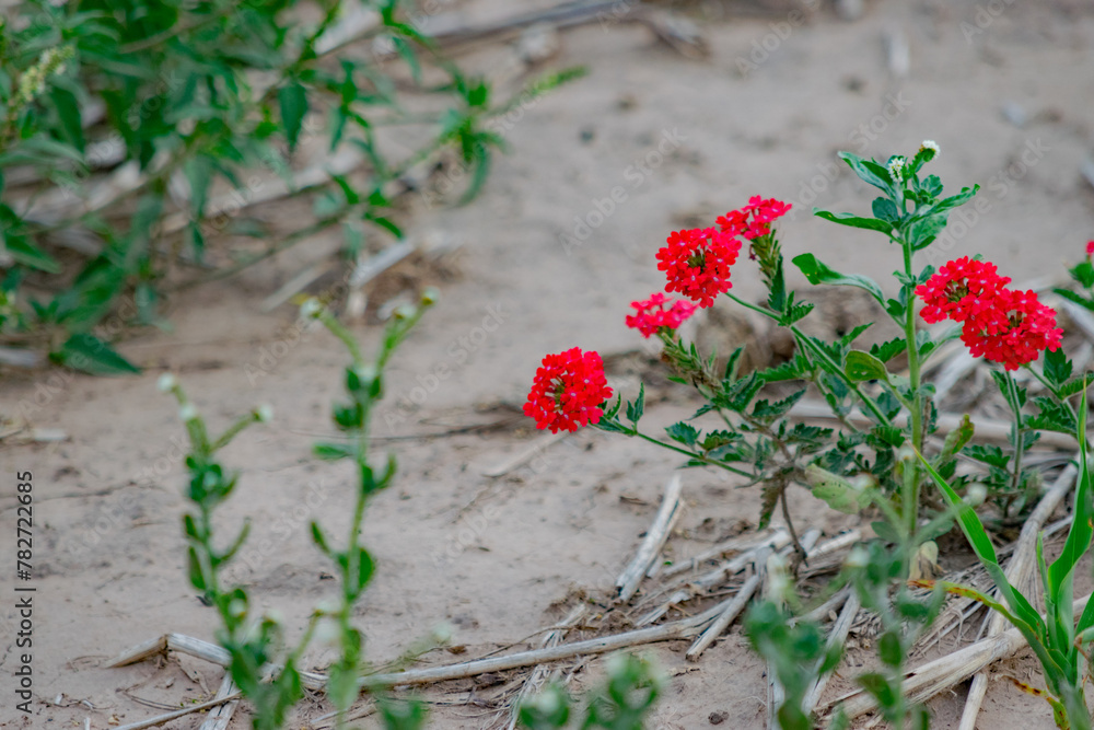 Pequeña Flor Roja de Yuyo de Campo