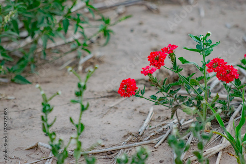 Obraz na płótnie Pequeña Flor Roja de Yuyo de Campo w salonie