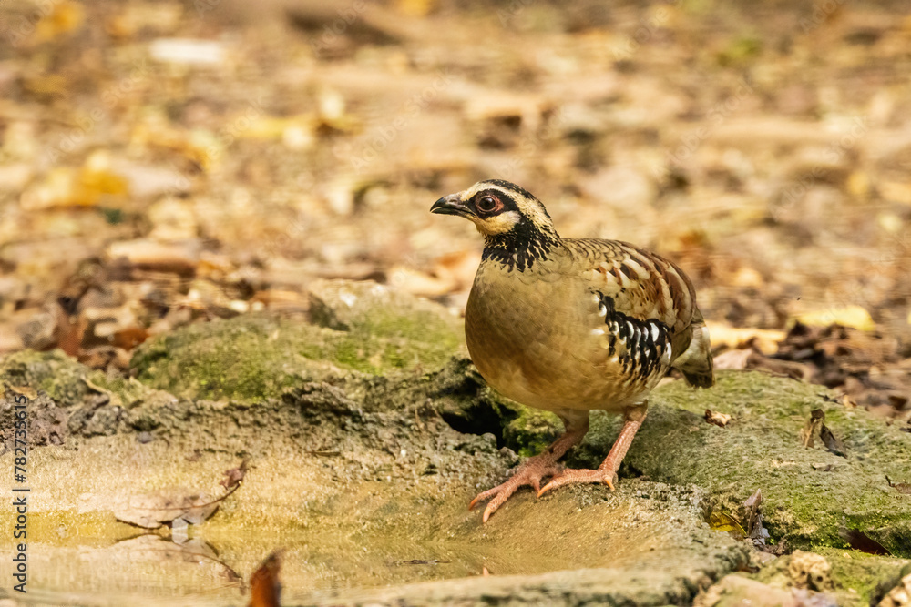 The Bar-backed Partridge (Arborophila brunneopectus) is a small bird native to montane forests of Southeast Asia, known for its distinctive barred back plumage and secretive behavior. The Bar-backed Partridge (Arborophila brunneopectus) is a small bird native to montane forests of Southeast Asia, known for its distinctive barred back plumage and secretive behavior.
