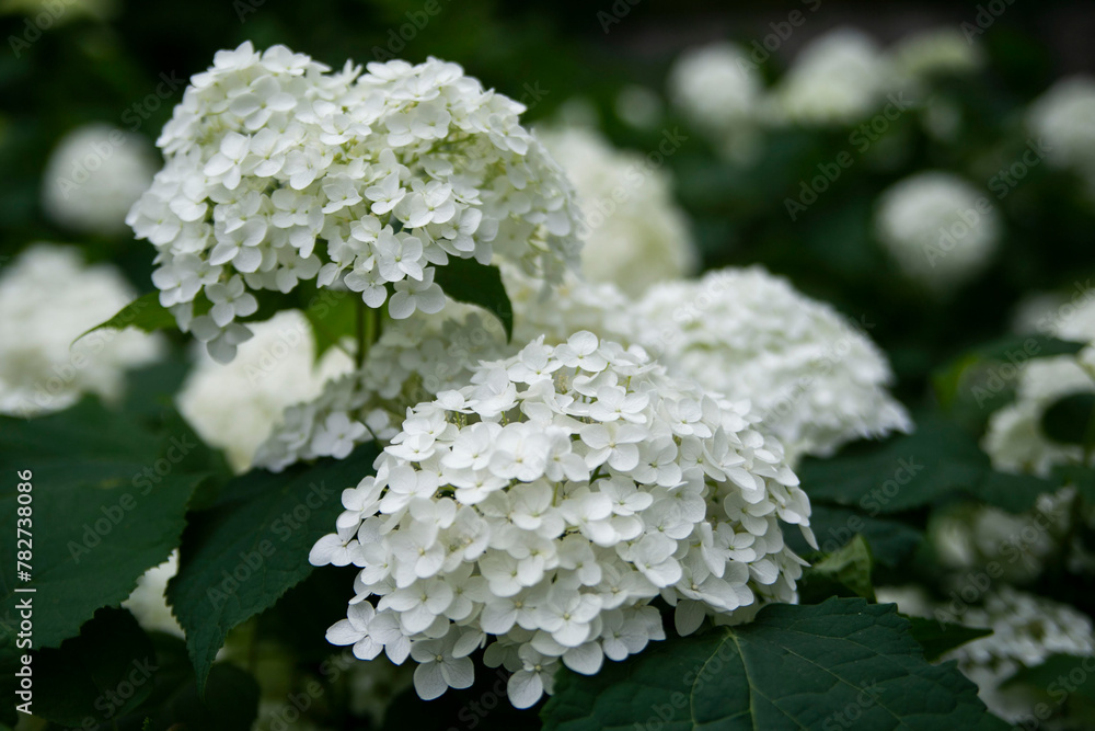 紫陽花