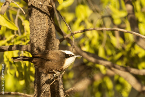 The Hall's Babbler (Pomatostomus halli) is a medium-sized bird characterized by its distinctive brown plumage and melodious calls, often found foraging in groups in the arid regions of Australia. photo