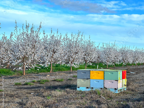 Εκτύπωση καμβά Colorful Beehives with Almond Orchard in the Background