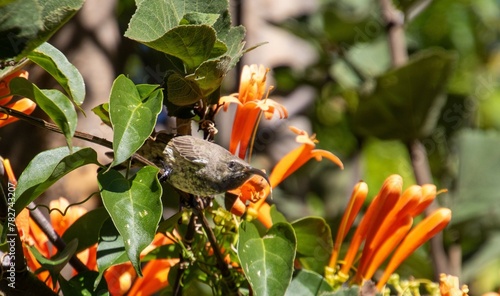 A small amethyst sunbird feeds on nectar in an urban garden in South Africa