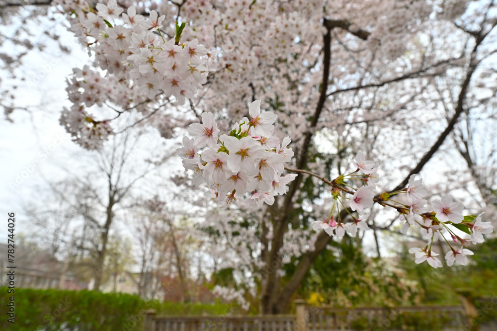 Fototapeta premium pring's delicate dance unfolds in this captivating close-up of cherry blossoms against a clear blue sky, heralding the season's renewal