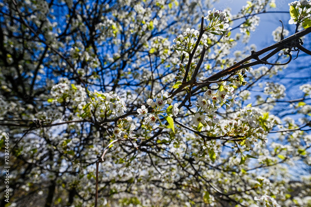 Spring's delicate dance unfolds in this captivating close-up of cherry blossoms against a clear blue sky, heralding the season's renewal. Spring's delicate dance unfolds in this captivating close-up of cherry blossoms against a clear blue sky, heralding the season's renewal.