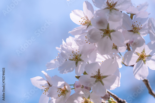 青空マクロ撮影：青空の下満開に咲いた桜の花の下満開に咲いた桜の花