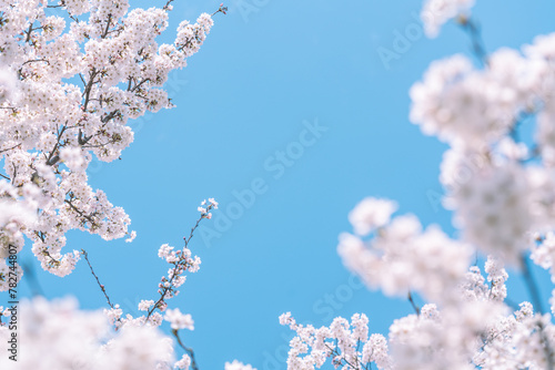 青空の下満開に咲いた桜の花