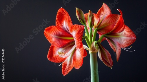 Single amaryllis against dark background, dramatic lighting, side shot, untouched for Adobe , Hyper-Realism