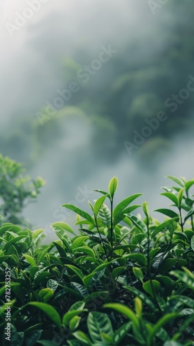 A close-up view of a bush with green leaves in the foreground, set against a fog-covered tea garden in the background