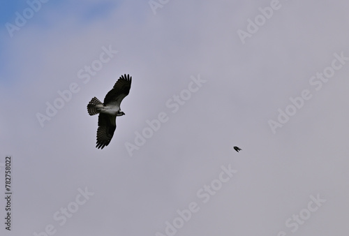 Osprey Chasing Prey  - Pandion haliaetus