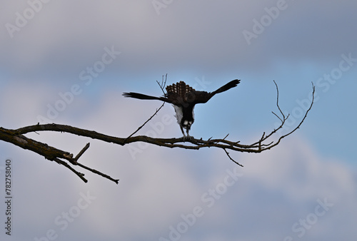 Osprey - Pandion haliaetus
