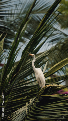 Eastern Great Egret in Asia