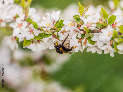 Bumblebee insect on white blooming cherry blossom. Bumblebee insect. The family of bees. Blossoming of whiskey. White flower. The Cherry Orchard. Pollination of trees.