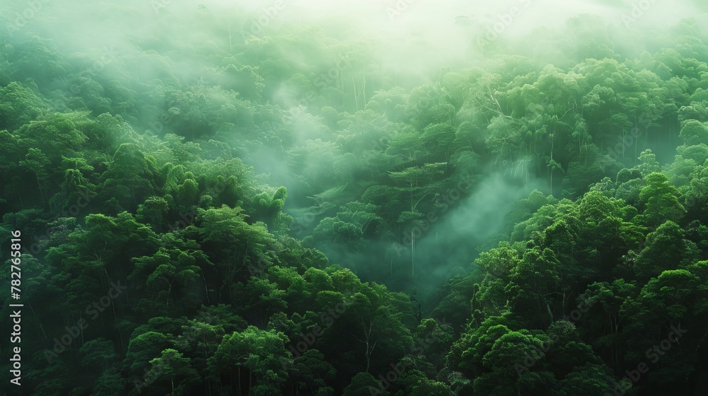 View Rainforest Background for International Day of Forests. The mystical nature of the rainforest. Beautiful nature landscape. View Rainforest Background for International Day of Forests. The mystical nature of the rainforest. Beautiful nature landscape.