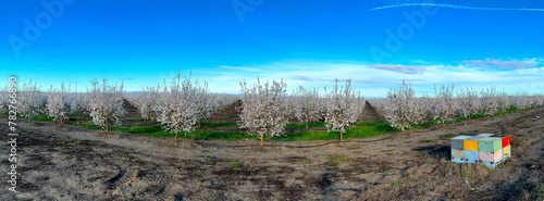 Panoramic View of an Almond Orchard with Colorful Beehives in the Right Corner. Trees in Bloom with Beautiful White Flowers. Spring of 2024, Davis California, USA.
