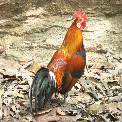  Rooster with red crest in farm