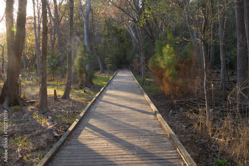 A scenic view of Carolina Beach State Park in North Carolina. 