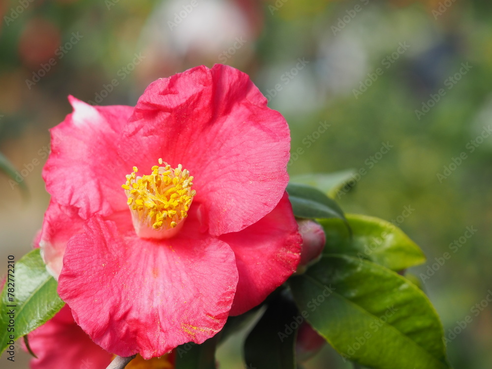 椿の花のクローズアップ