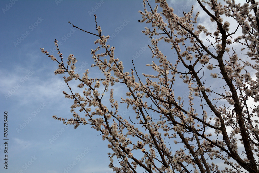 Branches of Prunus armeniaca in full bloom Branches of Prunus armeniaca in full bloom