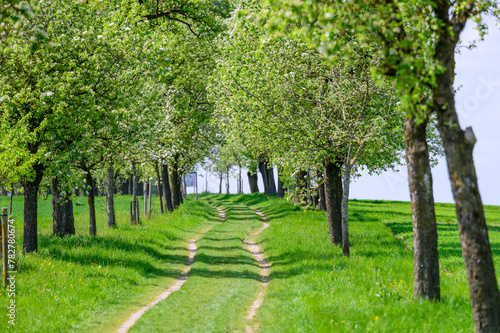 the longest apple tree avenue of upper austria in grieskirchen, st. georgen,  photo