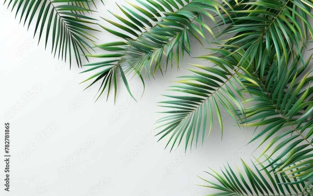 Green leaves isolated on white background and free copy space