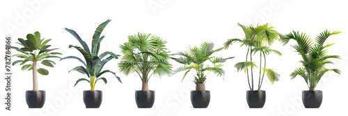 HD Potted Palm Trees