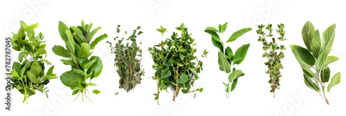 HD Aromatic Herbs